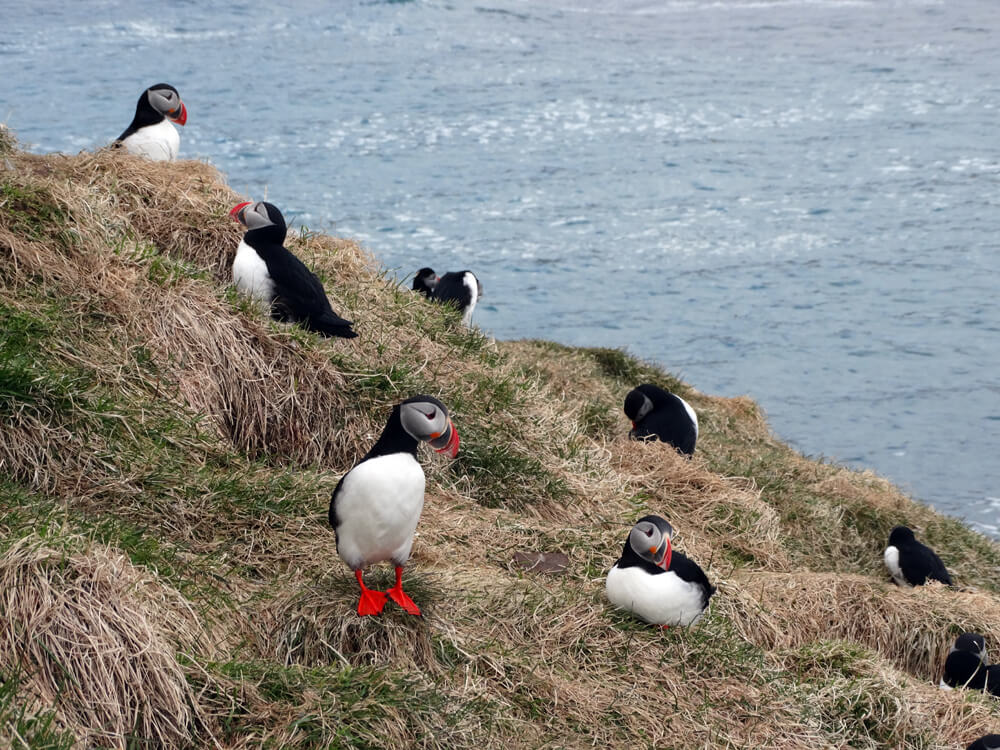 Papegaaiduikers op rots in IJsland