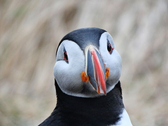 Papegaaiduikers en puffins in IJsland