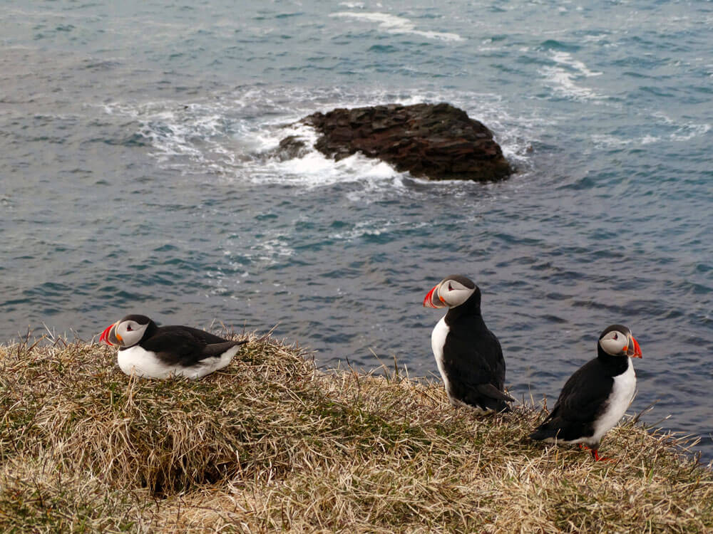 Papegaaiduikers in IJsland