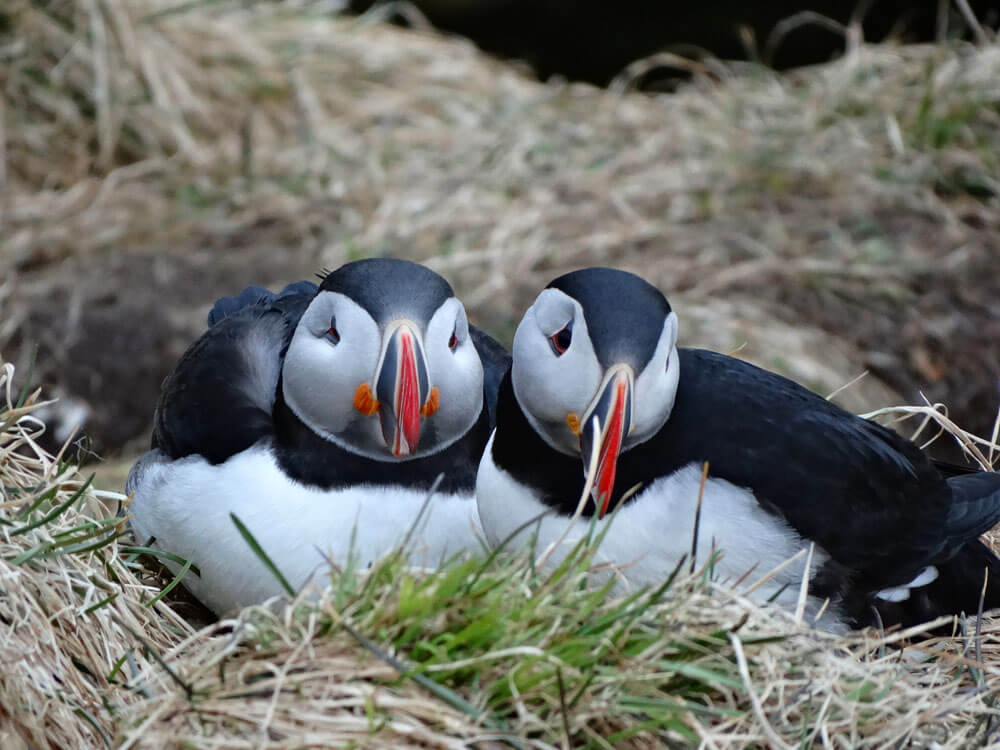 Papegaaiduikers koppel IJsland