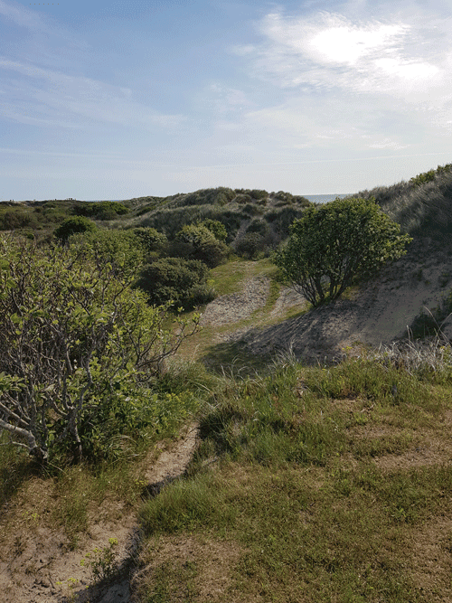 Duingebied Noord-Jutland Denemarken