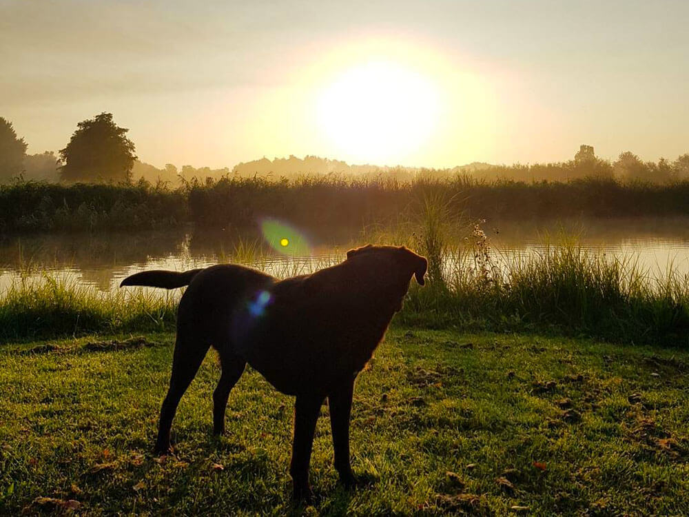 Honden mee naar Zweden? Hier moet je aan voldoen.