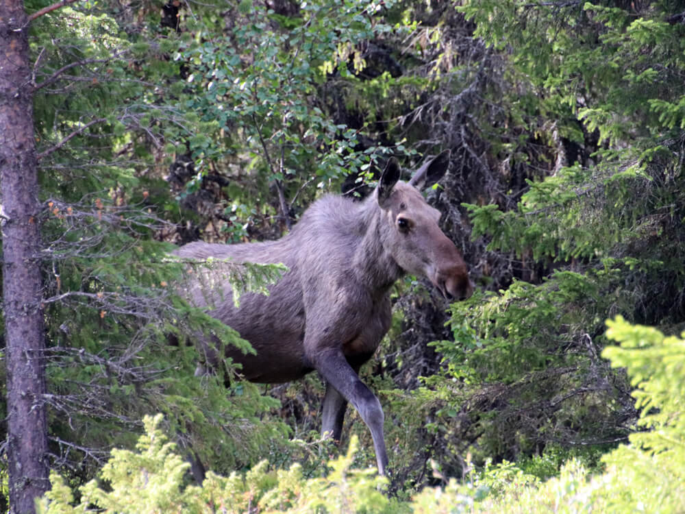 Elanden zien in Zweden