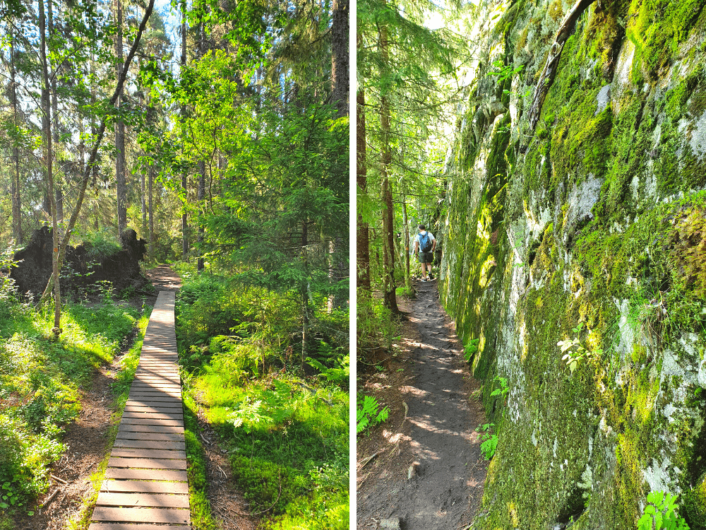 oerbossen Skuleskogen National Park Zweden