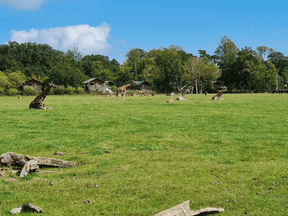 Knuthenborg safaripark, Denemarken vakantie met kinderen